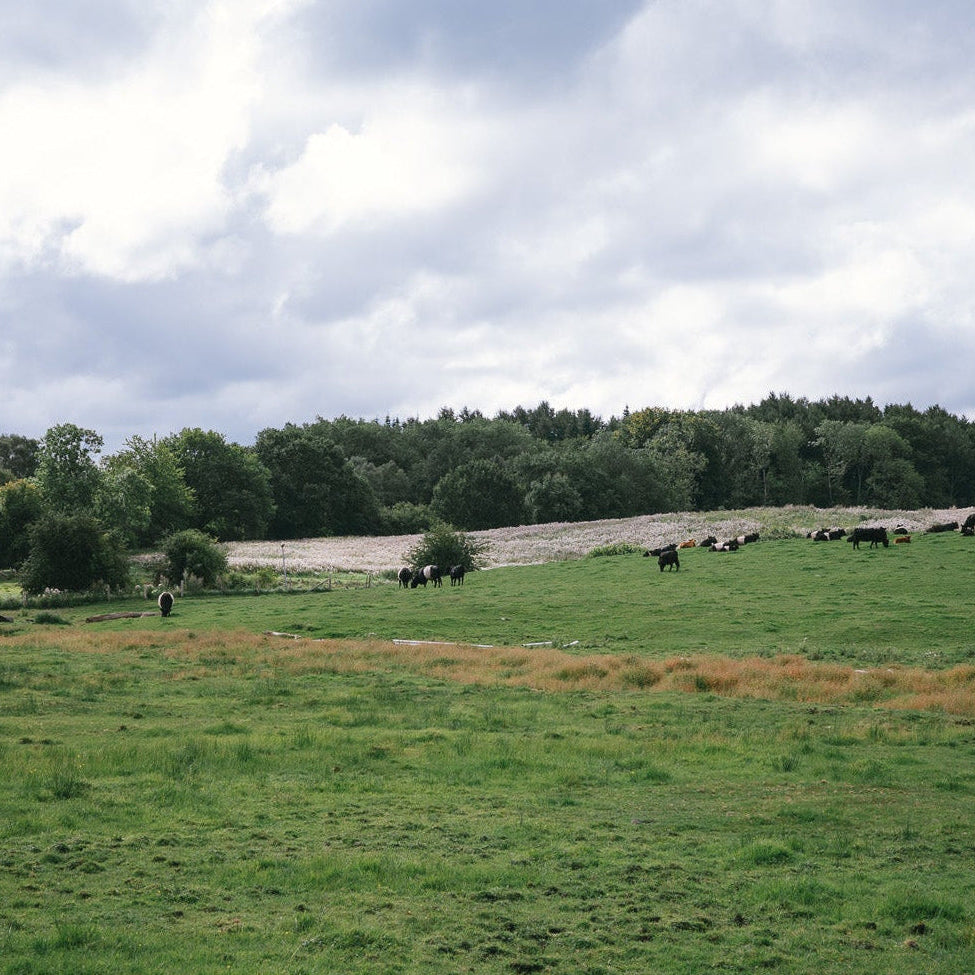 MATSCHFUSS FLENSBURG